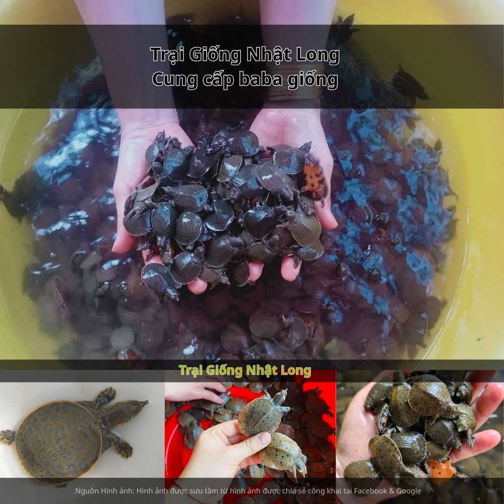 Theo dõi thường xuyên, phát hiện sớm và xử lý kịp thời khi có dịch bệnh.