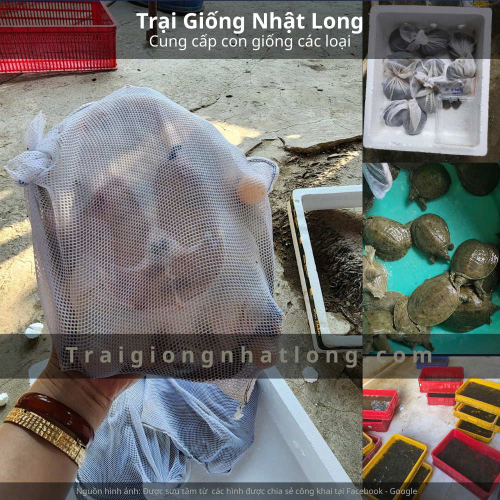 Baba giống tại Hà Giang