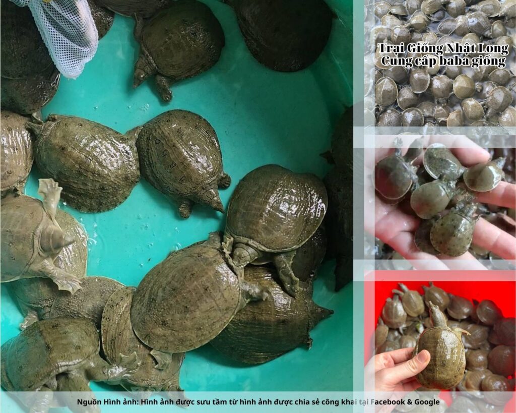 Trại Giống Nhật Long hiện là địa chỉ đáng tin cậy, chuyên cung cấp giống baba với quy trình ươm nuôi, chọn lọc kỹ càng, đảm bảo tỷ lệ sống cao