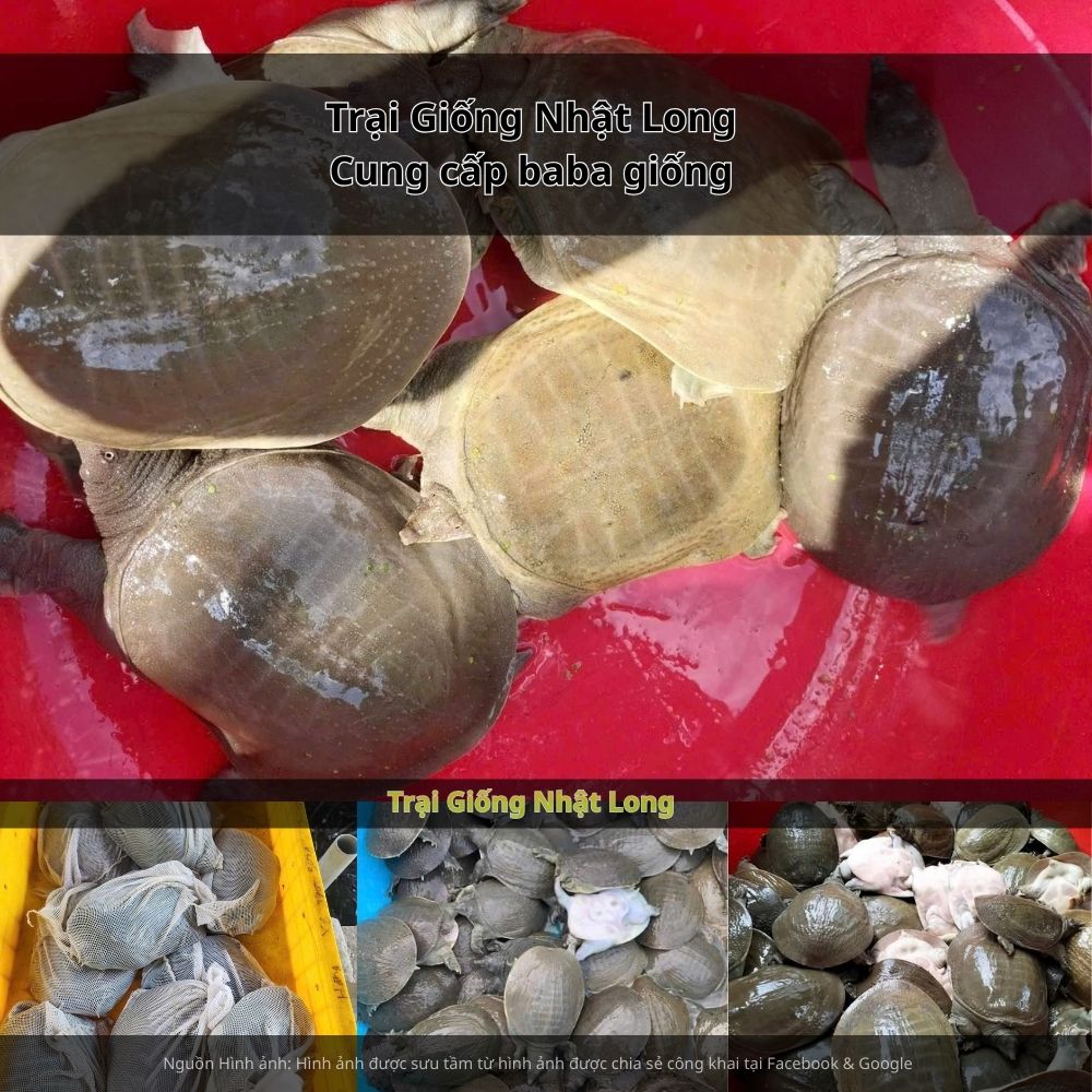 việc lựa chọn baba giống Cà Mau chất lượng chính là bước khởi đầu quan trọng để bà con thành công