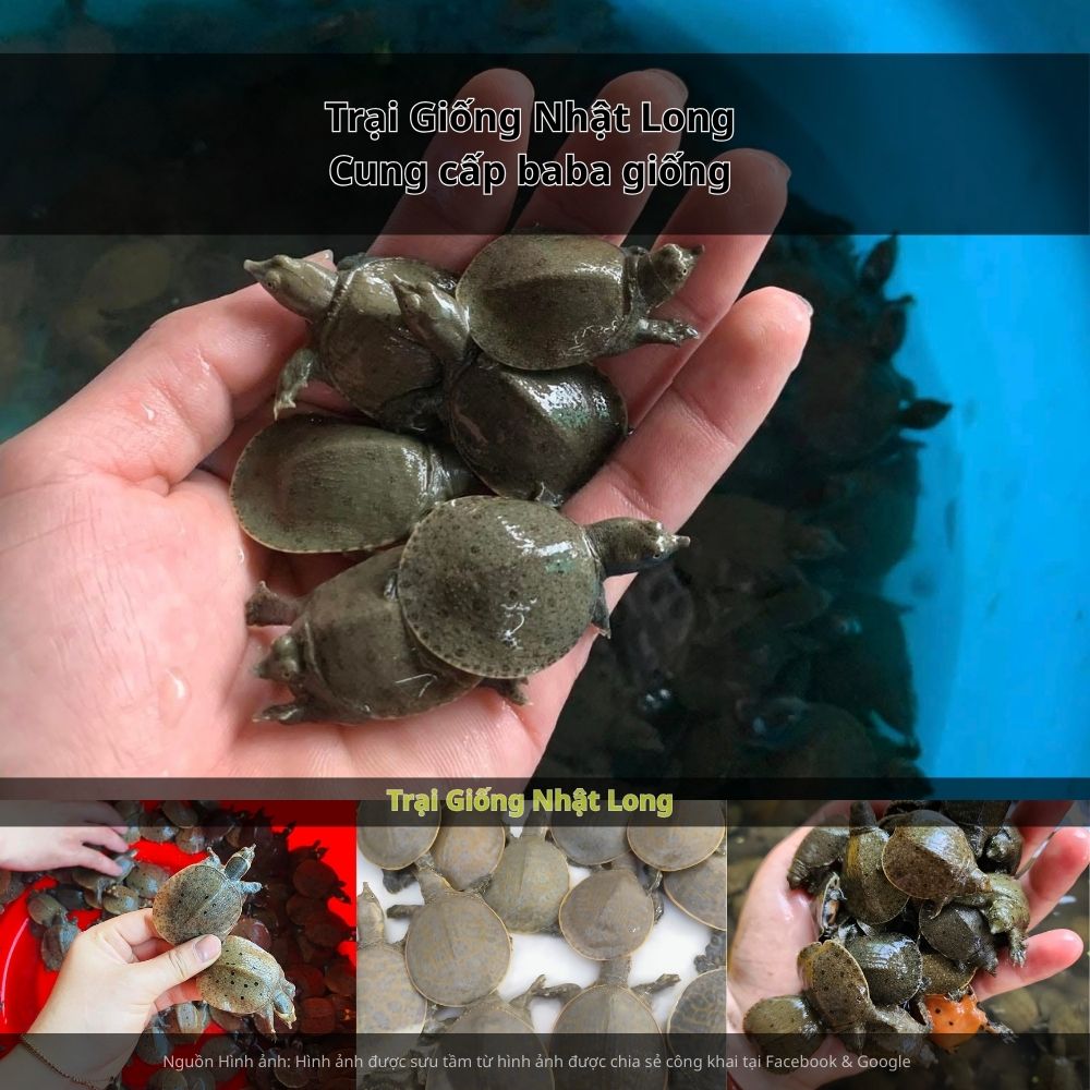 Trại Giống Nhật Long – đơn vị chuyên cung cấp baba giống Kon Tum và nhiều loại thủy sản khác trên cả nước.