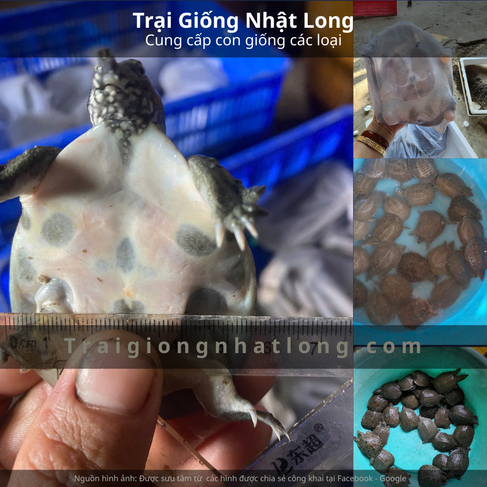 Baba giống Cao Bằng, trại giống baba tại Cao Bằng