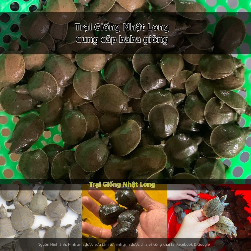 Baba giống Kon Tum thích nghi tốt với khí hậu cao nguyên, ít dịch bệnh, tốc độ tăng trưởng ổn định.