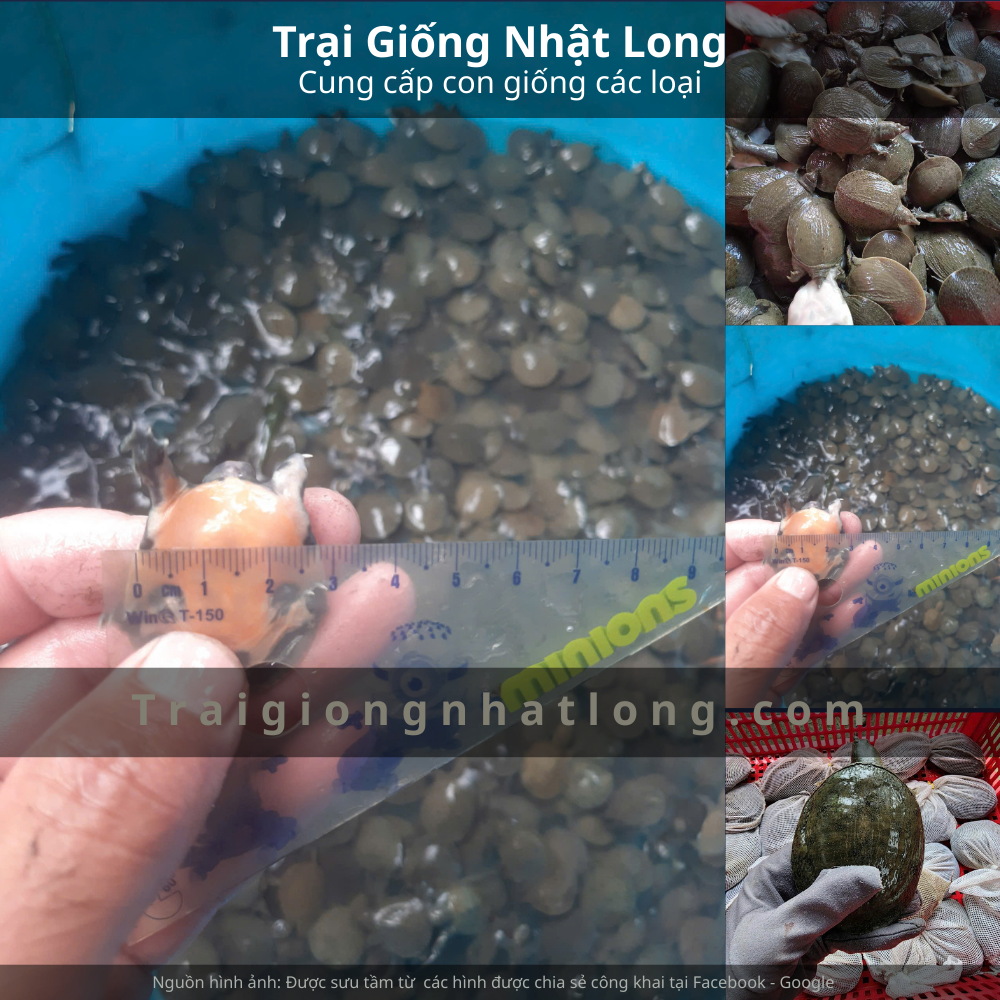 Trại giống baba