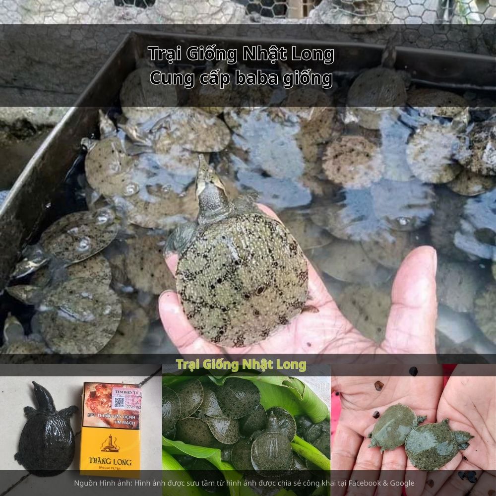 Sự ra đời của các trại giống baba tại Kon Tum đã giúp bà con dễ dàng tiếp cận nguồn giống chất lượng