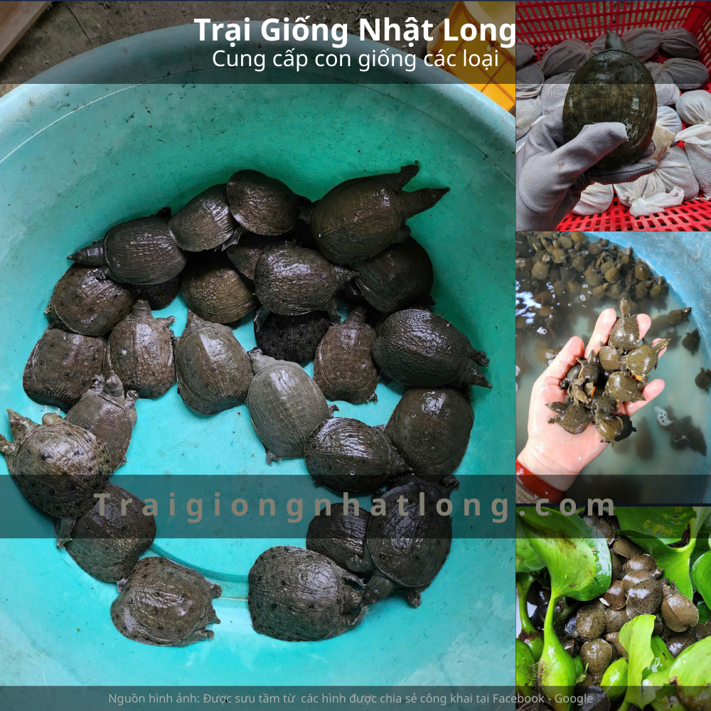 Ba Ba Giống Theo Trọng Lượng