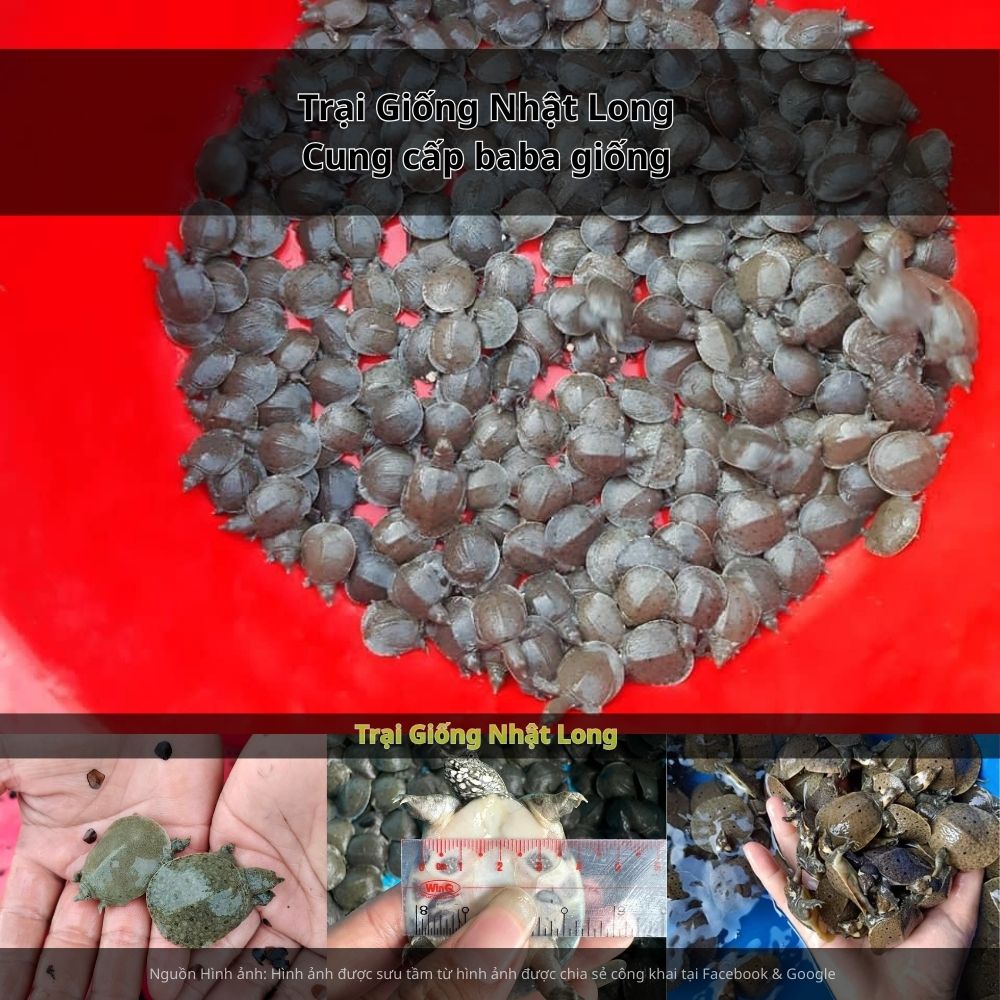 Mô hình nuôi baba giống tại Kon Tum đang dần được nhiều bà con quan tâm và mở rộng