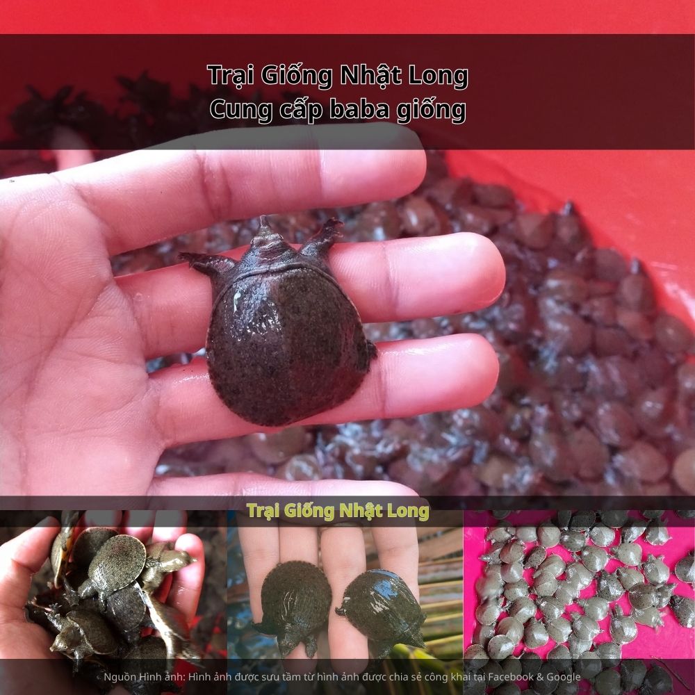 Giá bán baba thương phẩm duy trì ở mức 250.000 – 400.000 đồng/kg