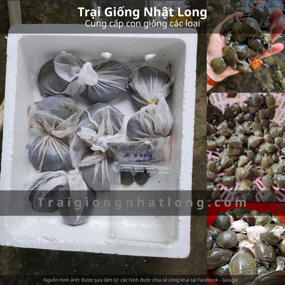 Baba giống Yên Bái
