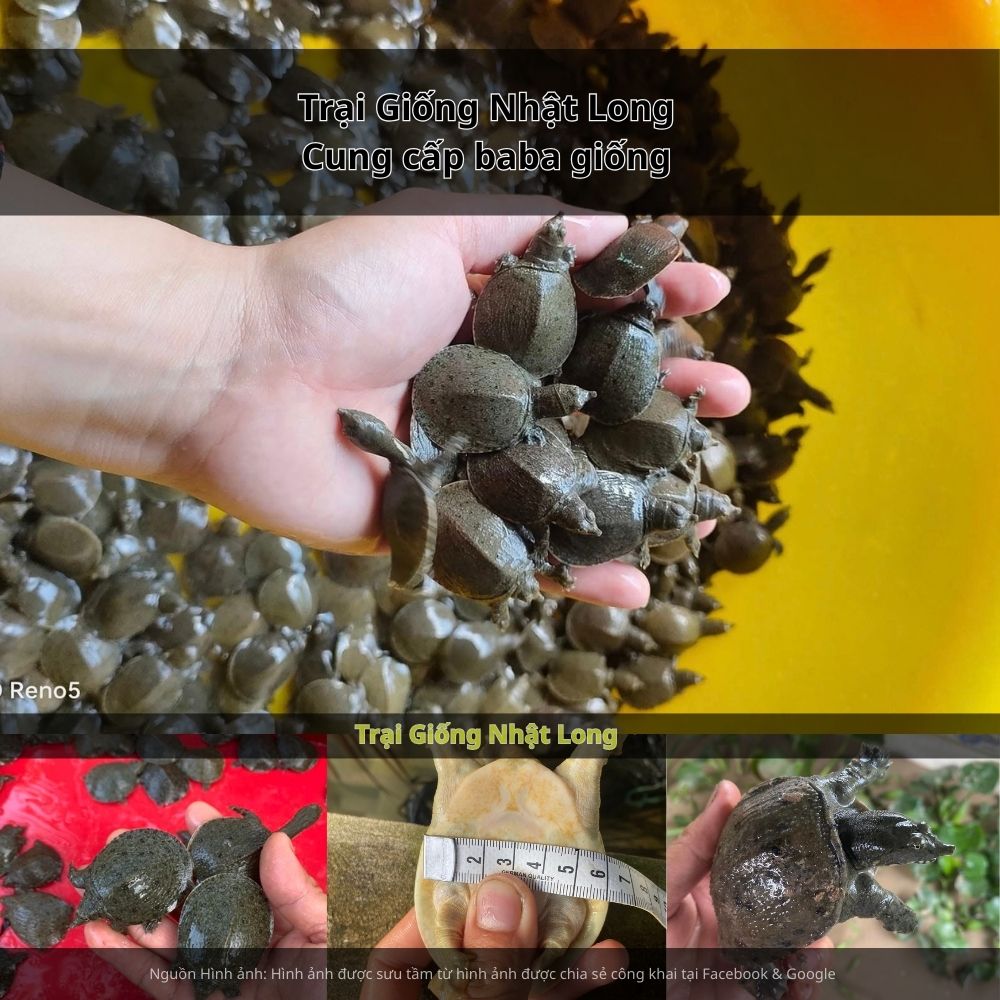 Giữ ao sạch sẽ, phát hiện sớm và xử lý kịp thời khi có dấu hiệu bệnh