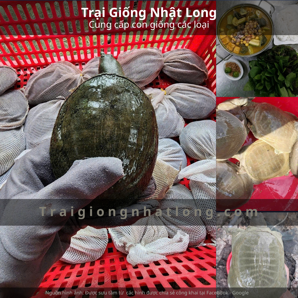 Mua Ba Ba Giống Tại Trại Giống Nhật Long