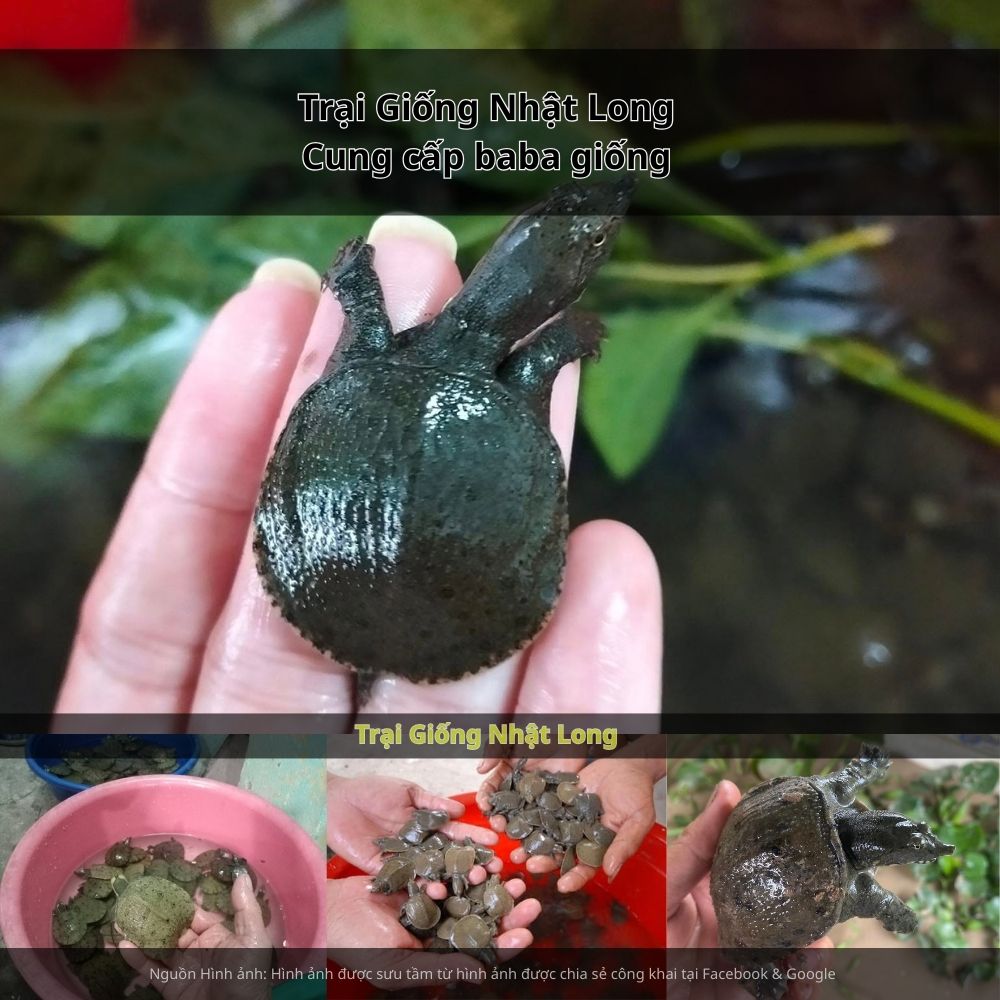 rại Giống Nhật Long – đơn vị chuyên cung cấp baba giống Bình Thuận cùng nhiều loại giống thủy sản khác.