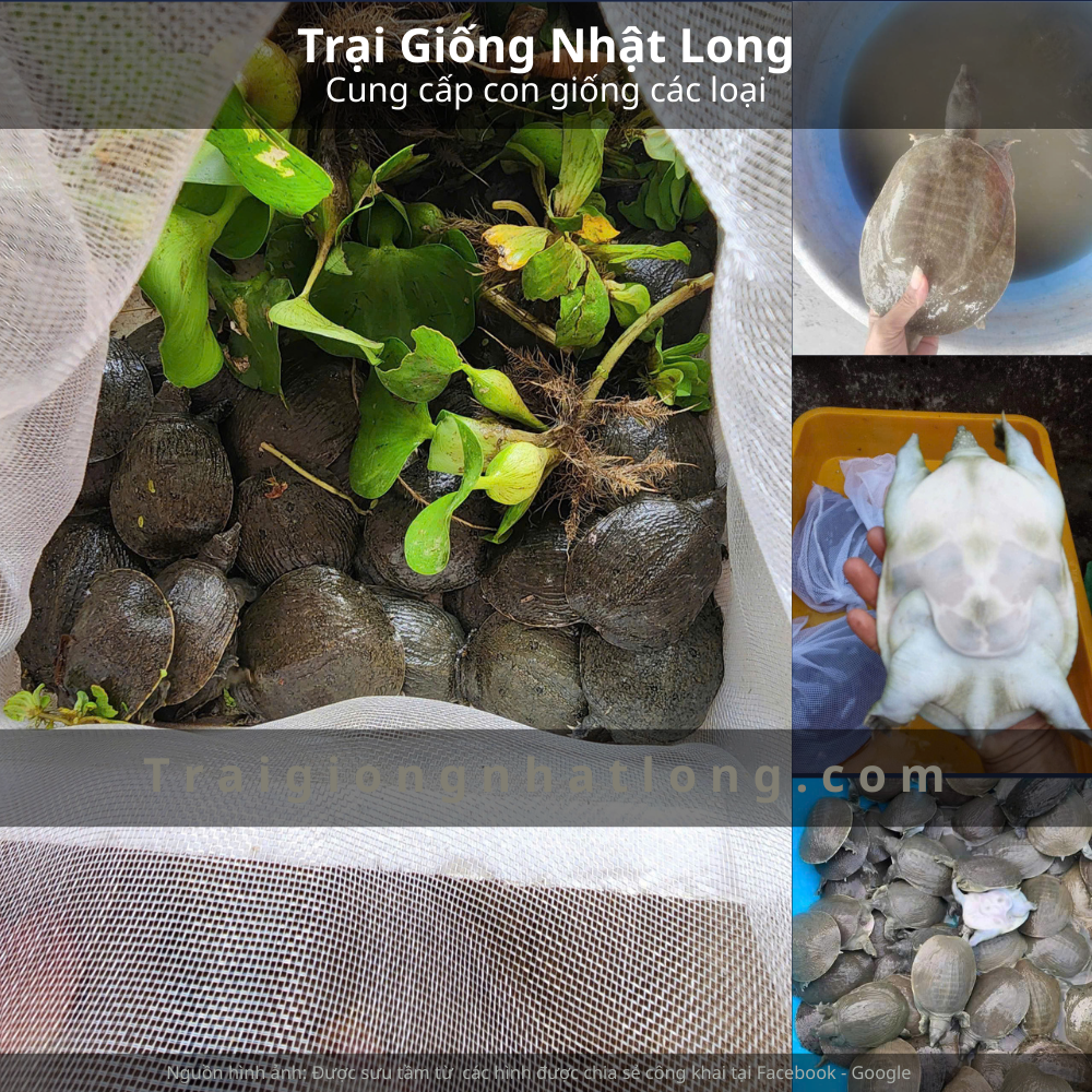 Nuôi baba tại Hà Giang