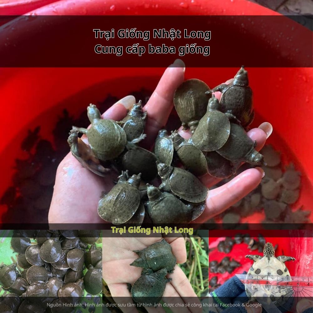 Baba giống Bình Thuận thích nghi tốt với khí hậu khô nóng, sinh trưởng nhanh, ít dịch bệnh