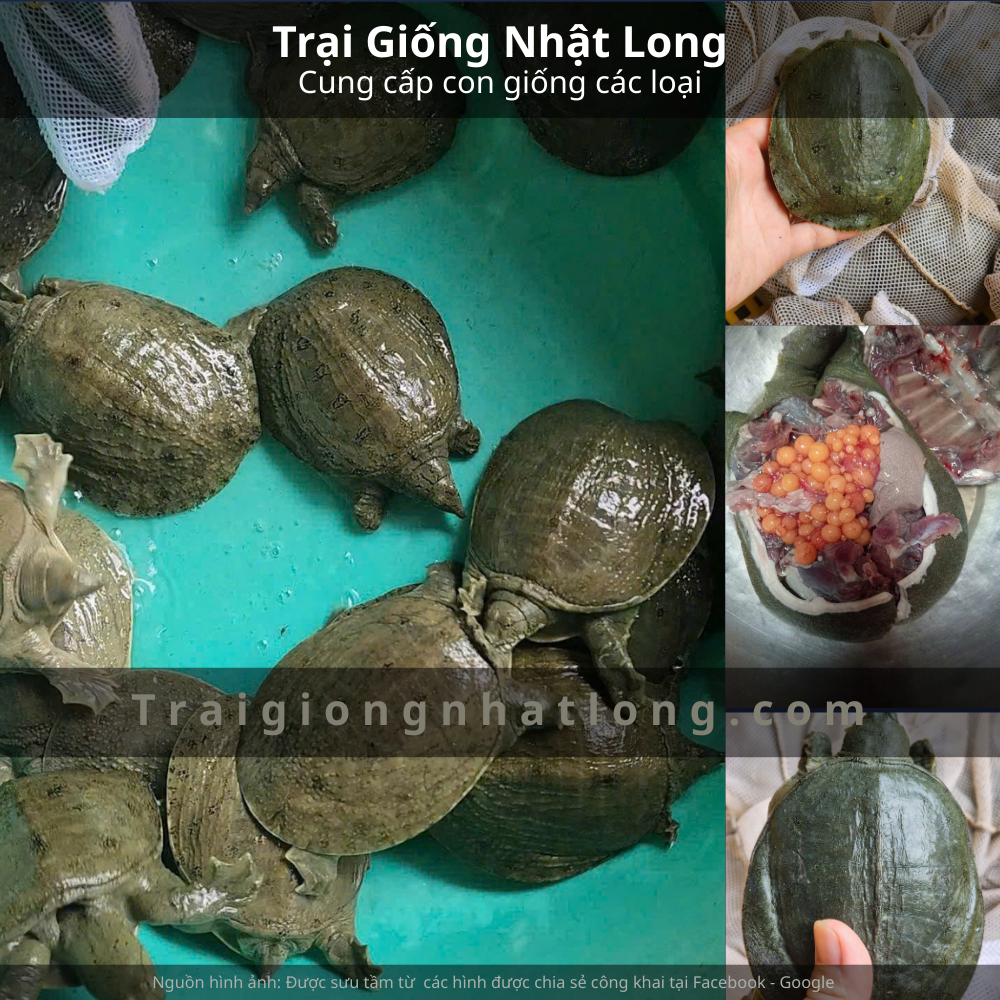 Yên Bái gắn với nghề nuôi baba