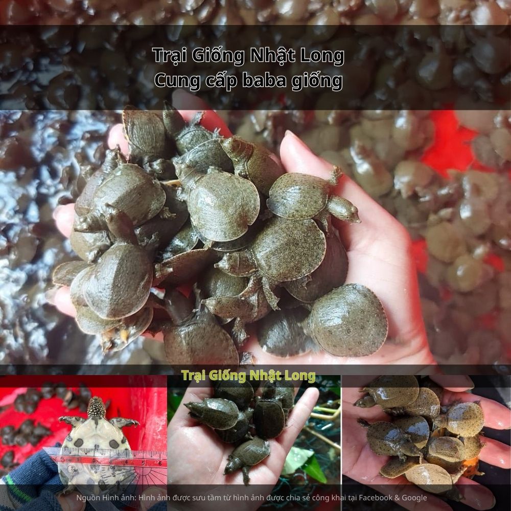 Sự hình thành của các trại giống baba tại Bình Thuận cũng giúp bà con nông dân dễ dàng tiếp cận nguồn giống chất lượng