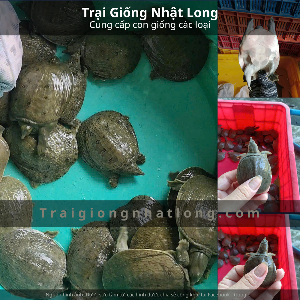 Con giống baba tại Yên Bái