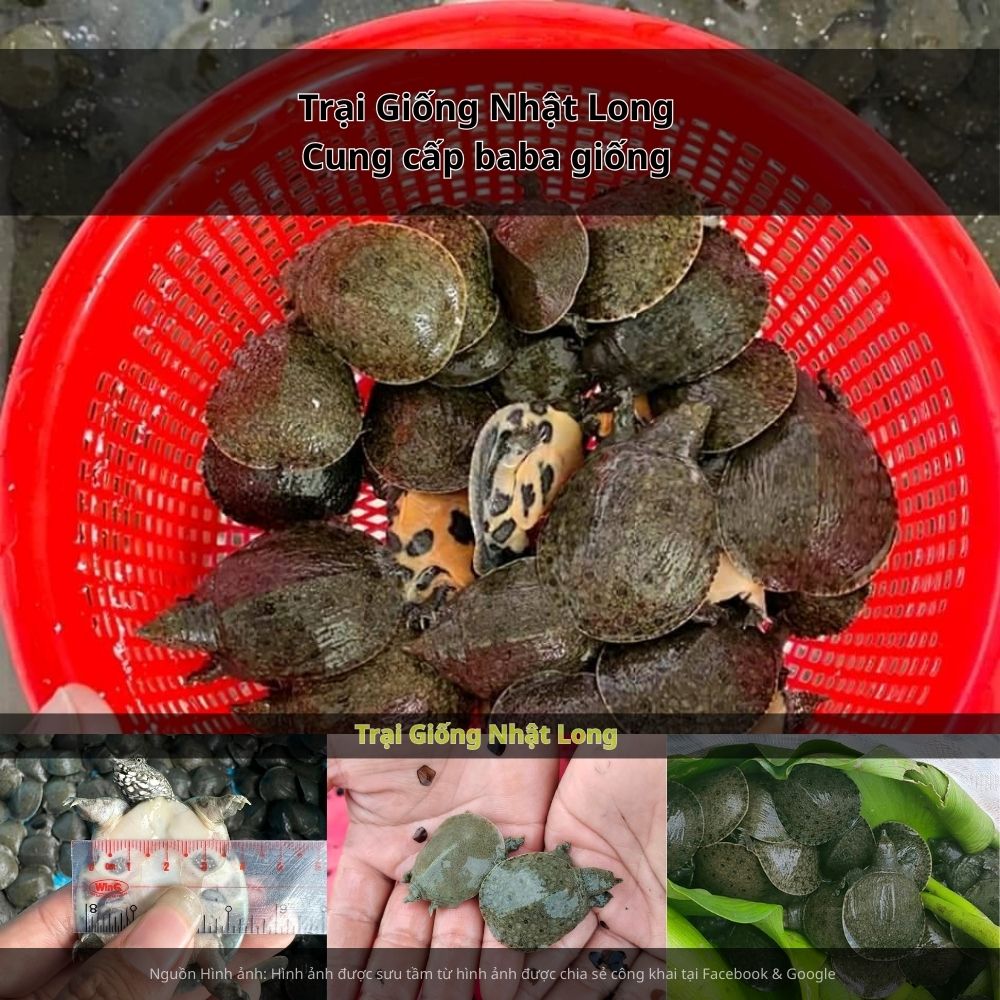 Nhu cầu tìm mua baba giống tại Lào Cai ngày càng tăng, đặc biệt ở những khu vực có hệ thống ao hồ và ruộng nước rộng lớn.