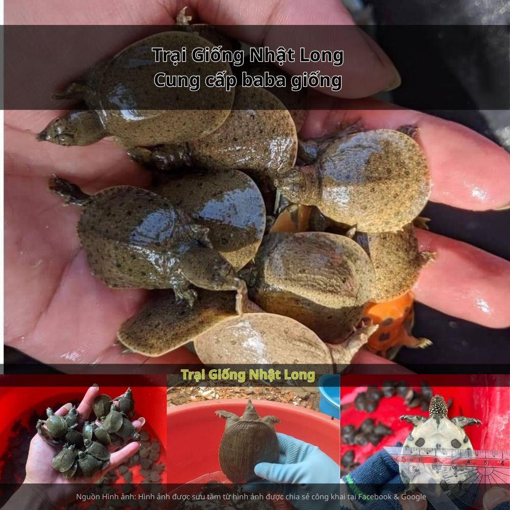 Ngoài nuôi tôm, cá truyền thống, những năm gần đây nghề nuôi baba giống tại Bình Thuận đã dần xuất hiện