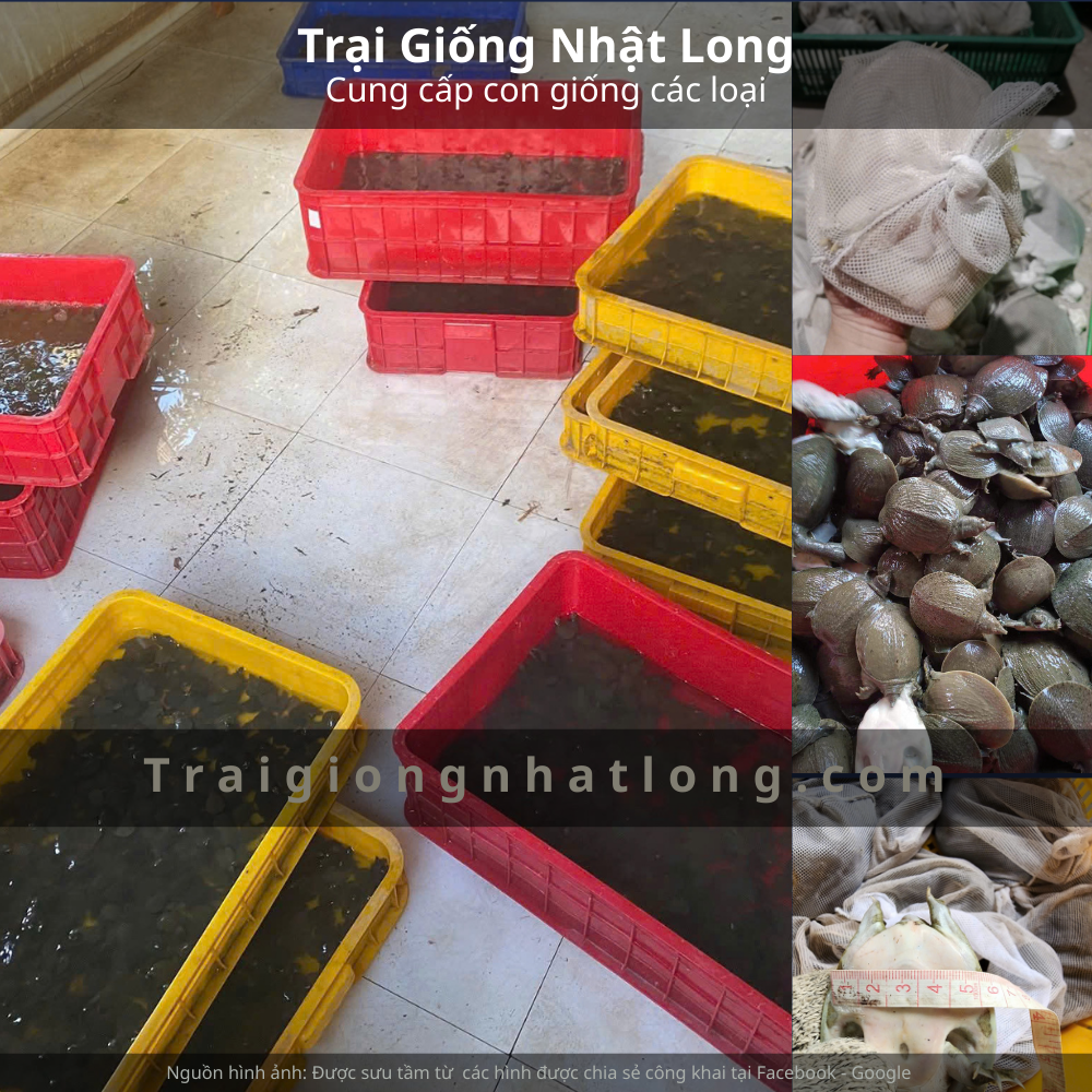Nuôi baba ở Yên Bái