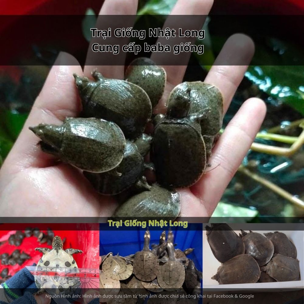 Sau 12 – 15 tháng, baba đạt kích cỡ thương phẩm, có thể bán ra với giá cao.