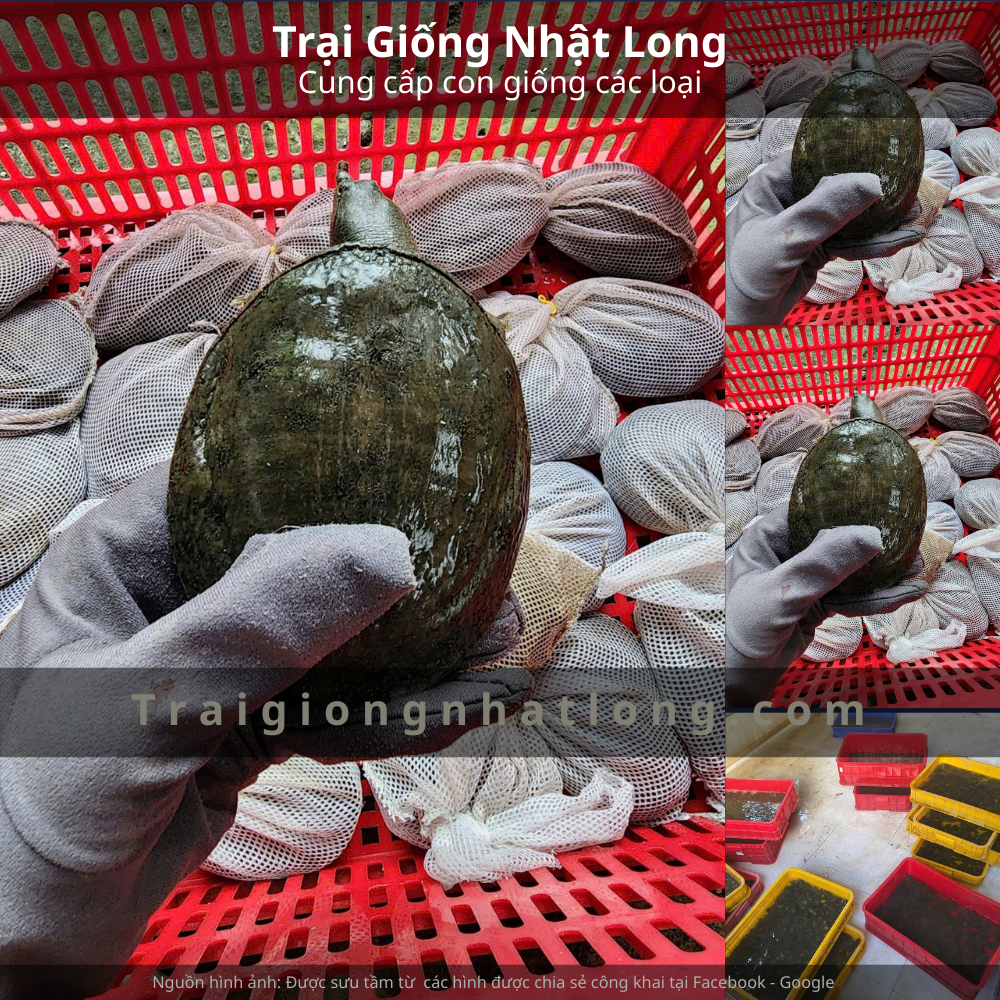 Baba giống Miền Nam