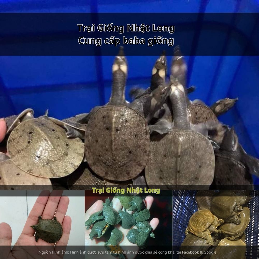 Sau 12 – 15 tháng nuôi, baba đạt trọng lượng thương phẩm 0,8 – 1,2kg/con, giá trị kinh tế vượt trội so với cá truyền thống.