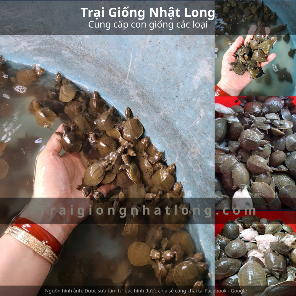 Địa chỉ nổi tiếng khi nhắc đến nuôi baba