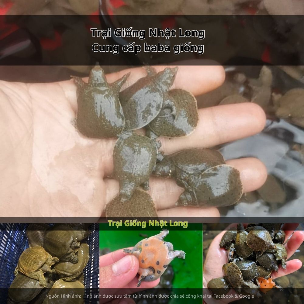 Trại Giống Nhật Long – đơn vị chuyên cung cấp baba giống chất lượng cao trên toàn quốc.