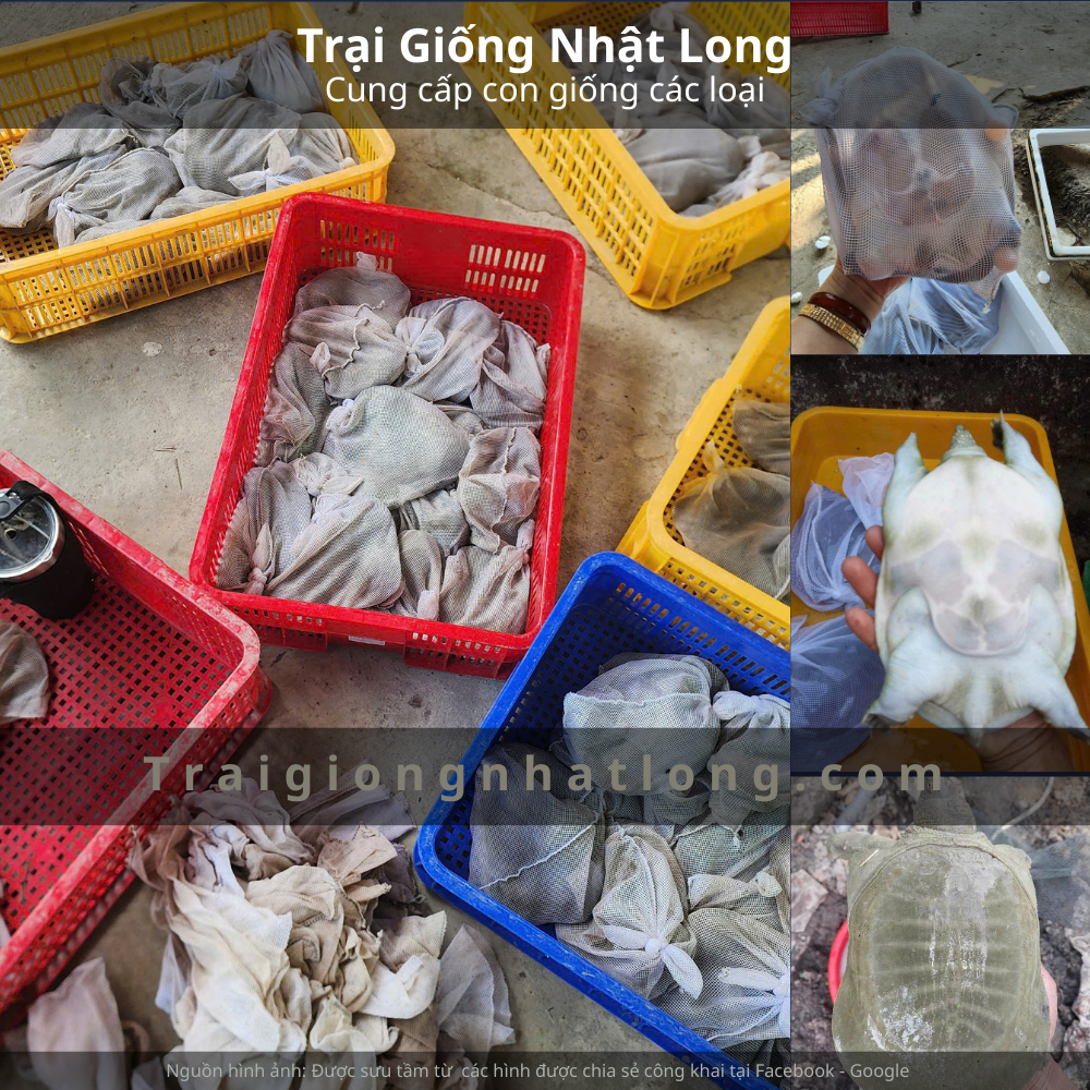 Ba địa danh nổi bật liên quan đến nuôi baba