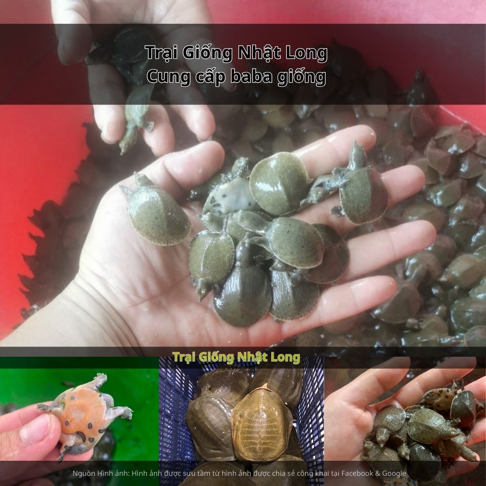 Với lợi thế là trung tâm tiêu thụ lớn, nghề nuôi baba giống Hà Nội giúp bà con không phải lo lắng về đầu ra