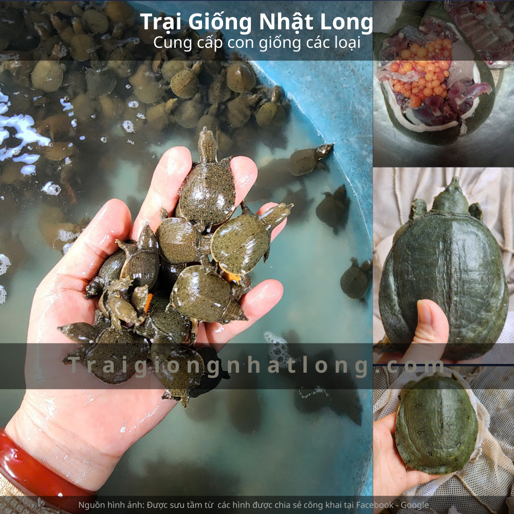 Thị trường tiêu thụ baba