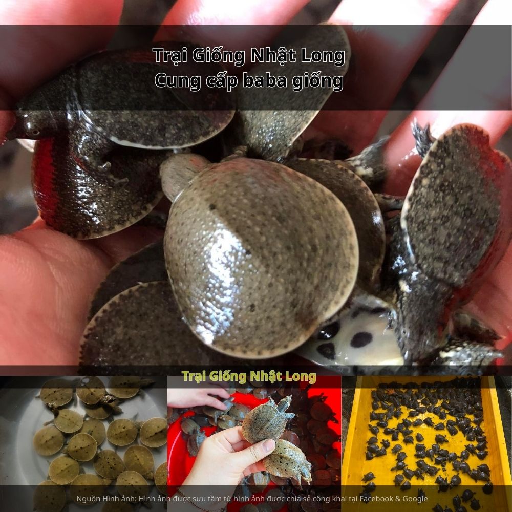 Trong bối cảnh phát triển kinh tế nông nghiệp gắn với đô thị, nghề nuôi baba giống tại Hà Nội đang trở thành một lựa chọn đầu tư tiềm năng