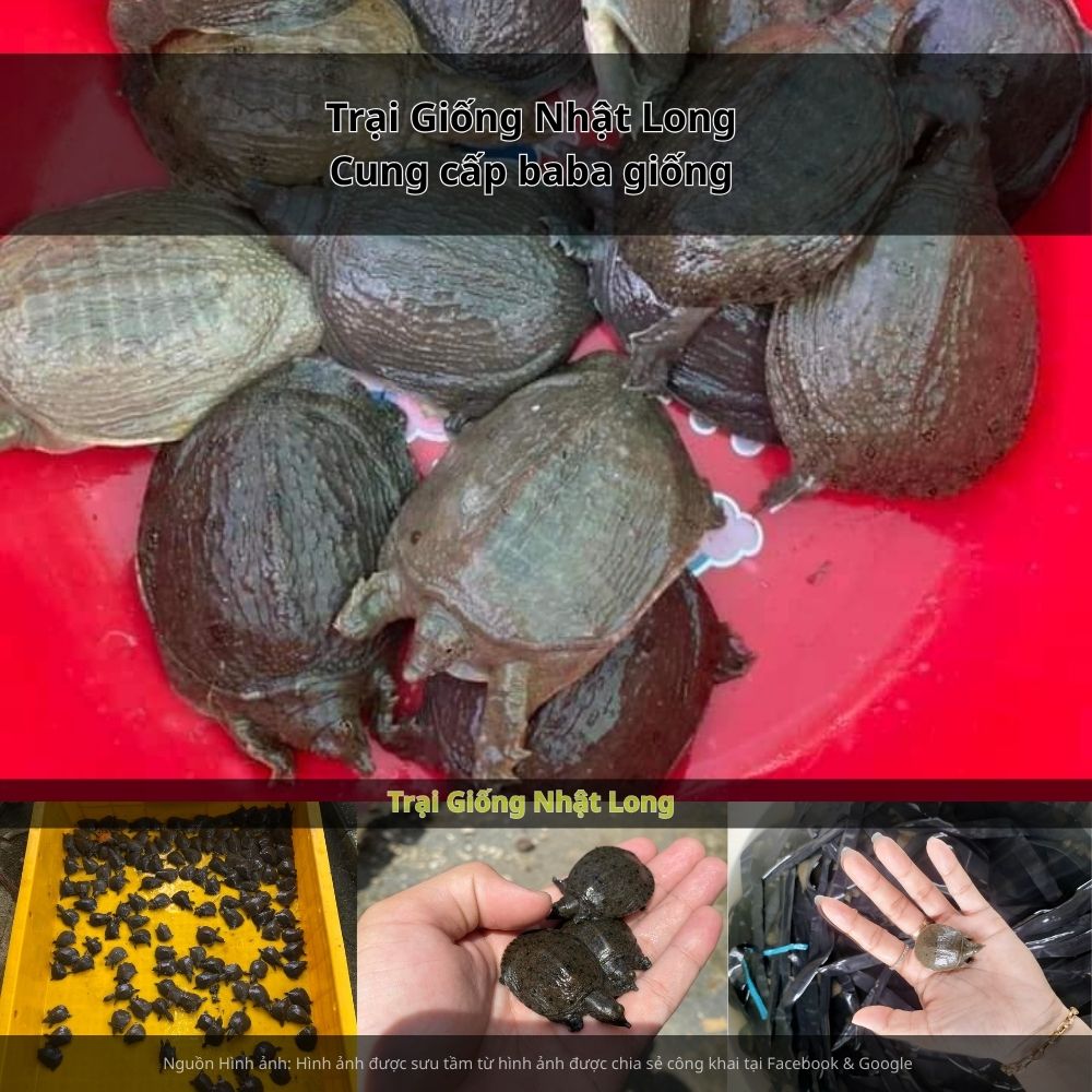 Sau 12 – 15 tháng nuôi, baba đạt 0,8 – 1,2kg/con, bán ra thị trường với giá cao.