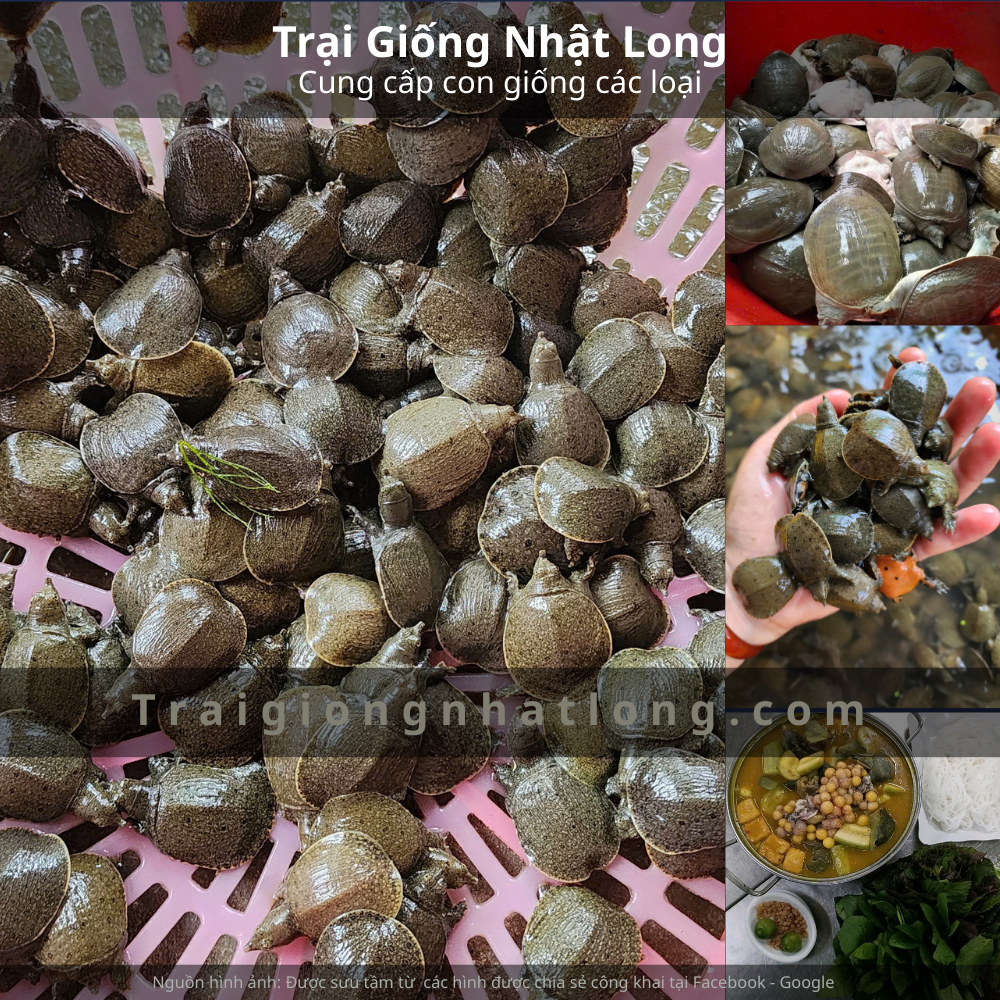 Quy trình chọn giống