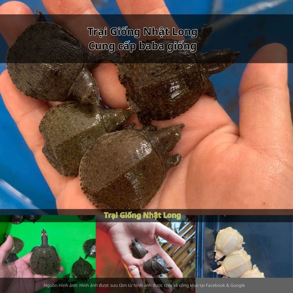 Lợi thế cảng biển giúp sản phẩm baba Hải Phòng dễ dàng vươn ra thị trường quốc tế.