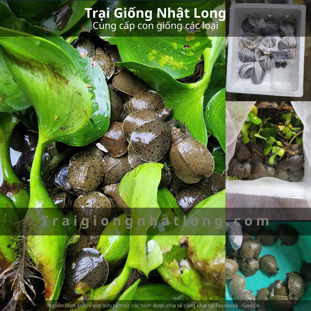 Nguồn cung cấp baba