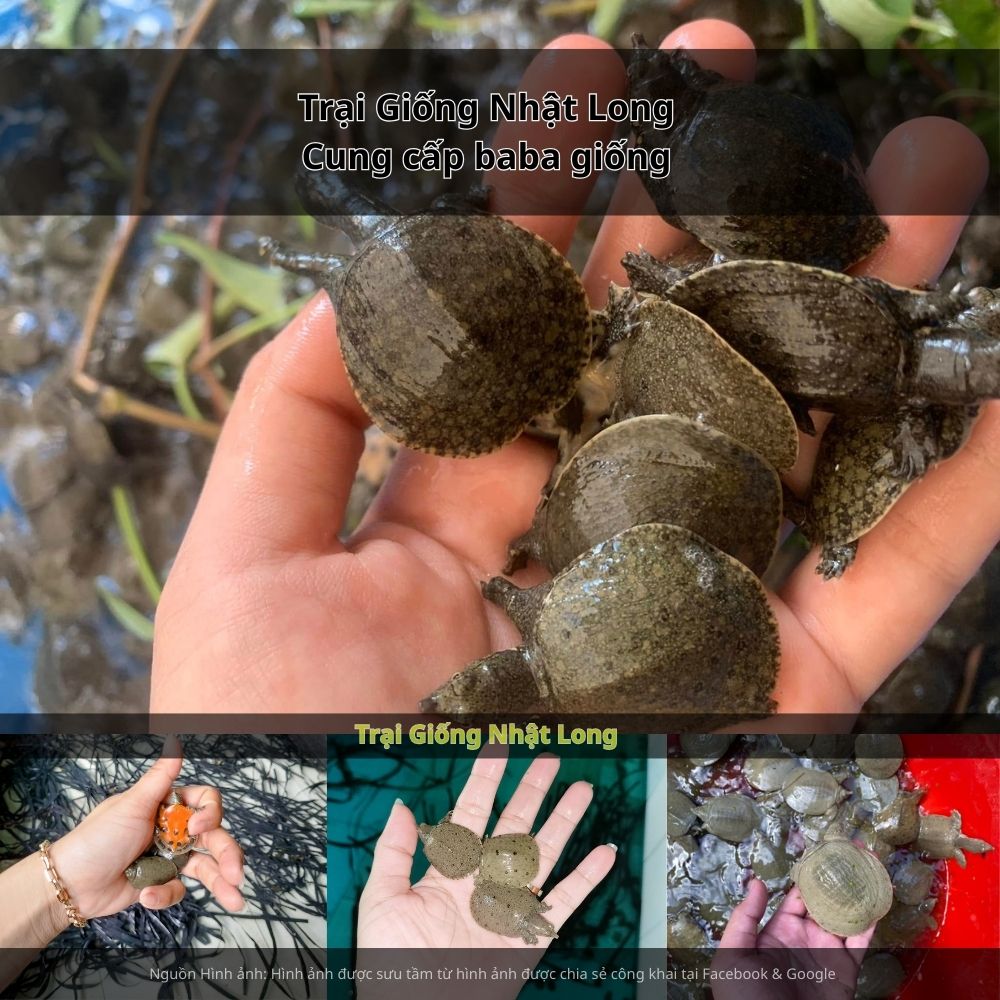 Trại Giống Nhật Long – đơn vị chuyên cung cấp baba giống Hải Phòng chất lượng cao, đã có uy tín trên toàn quốc.