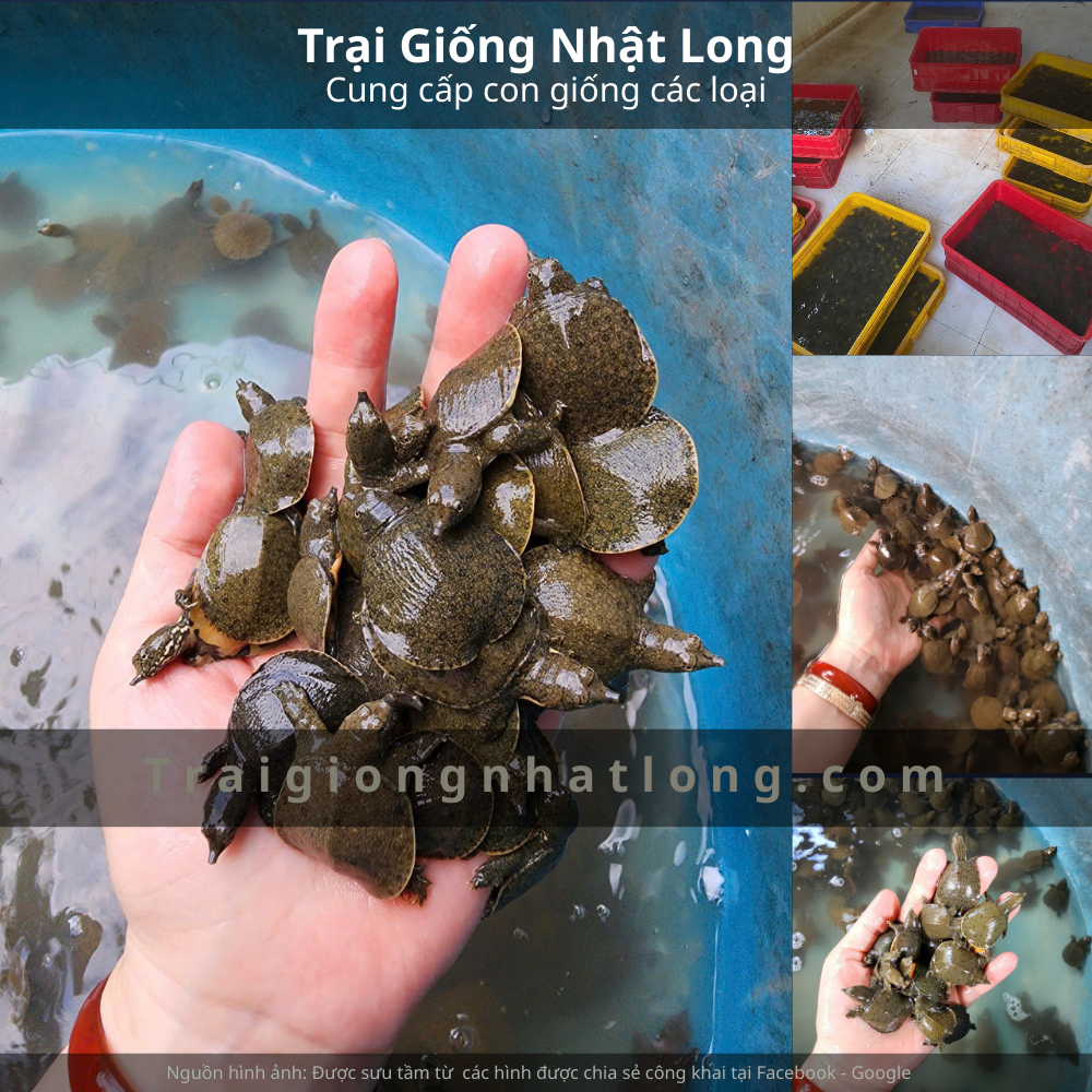 Nuôi baba tại Miền Nam