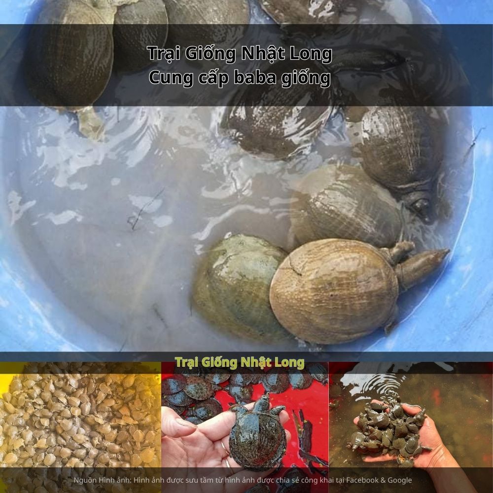 Nghề nuôi baba tại Hải Phòng đang trở thành hướng đi bền vững cho nhiều hộ nông dân, trang trại.