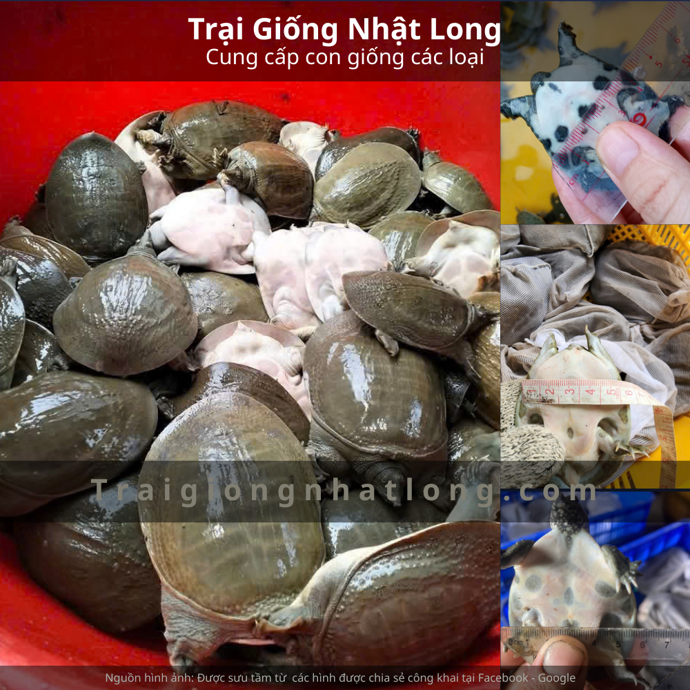 Baba giống Miền Bắc