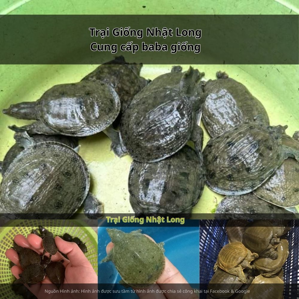 . Chọn giống từ Trại Giống Nhật Long sẽ giúp bà con an tâm sản xuất, gia tăng năng suất và hiệu quả kinh tế.