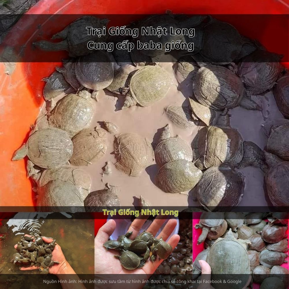 Trong bối cảnh nghề nuôi thủy sản ngày càng phát triển mạnh mẽ tại các tỉnh ven biển, baba giống tại Hải Phòng đang dần khẳng định vị trí quan trọng