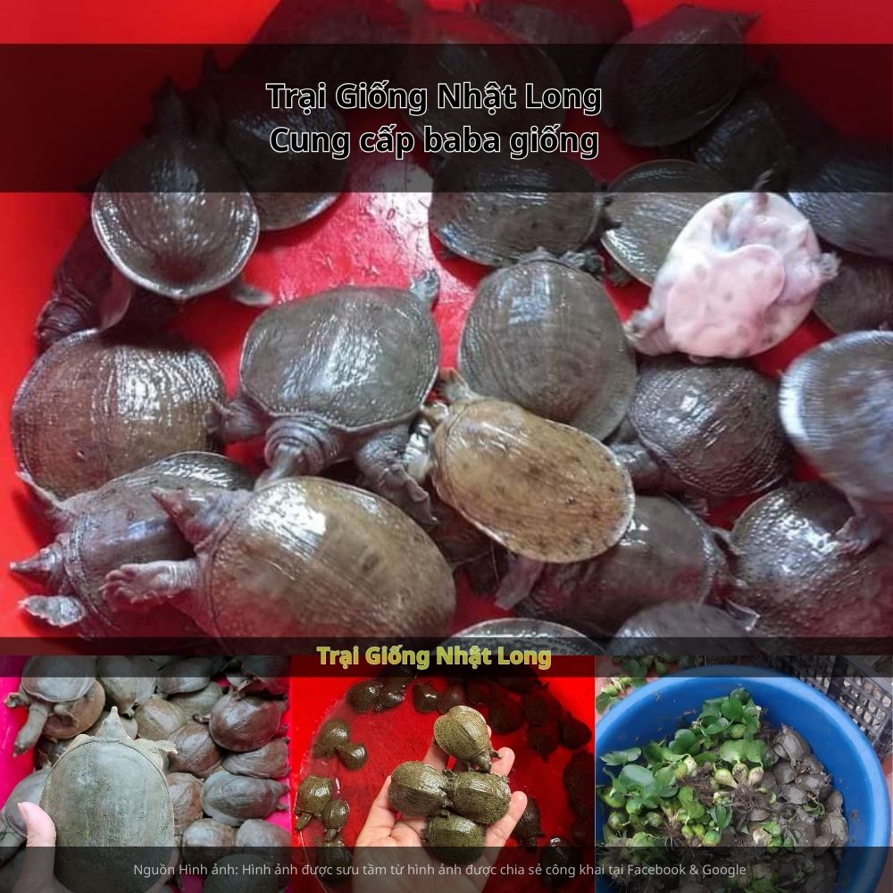 Các nhà hàng tại Vĩnh Yên, Tam Đảo có thể khai thác các món ăn từ baba, góp phần quảng bá sản phẩm địa phương