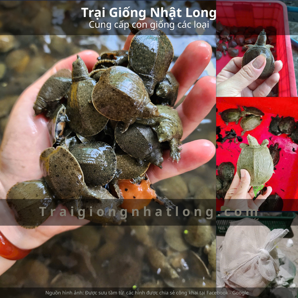 Nghề nuôi baba