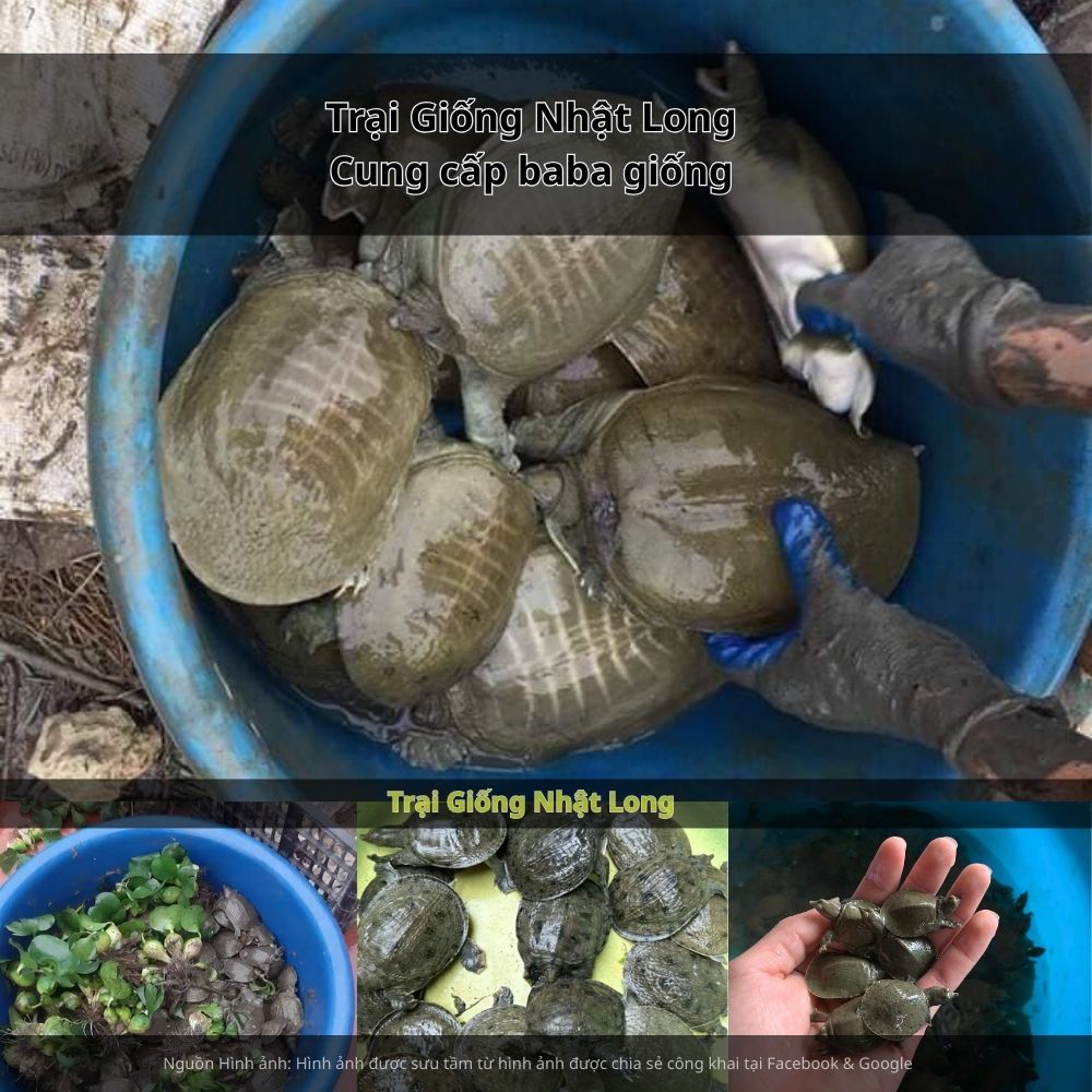 Trong tương lai, baba Vĩnh Phúc còn có thể hướng tới xuất khẩu, mở rộng đầu ra và nâng cao giá trị.