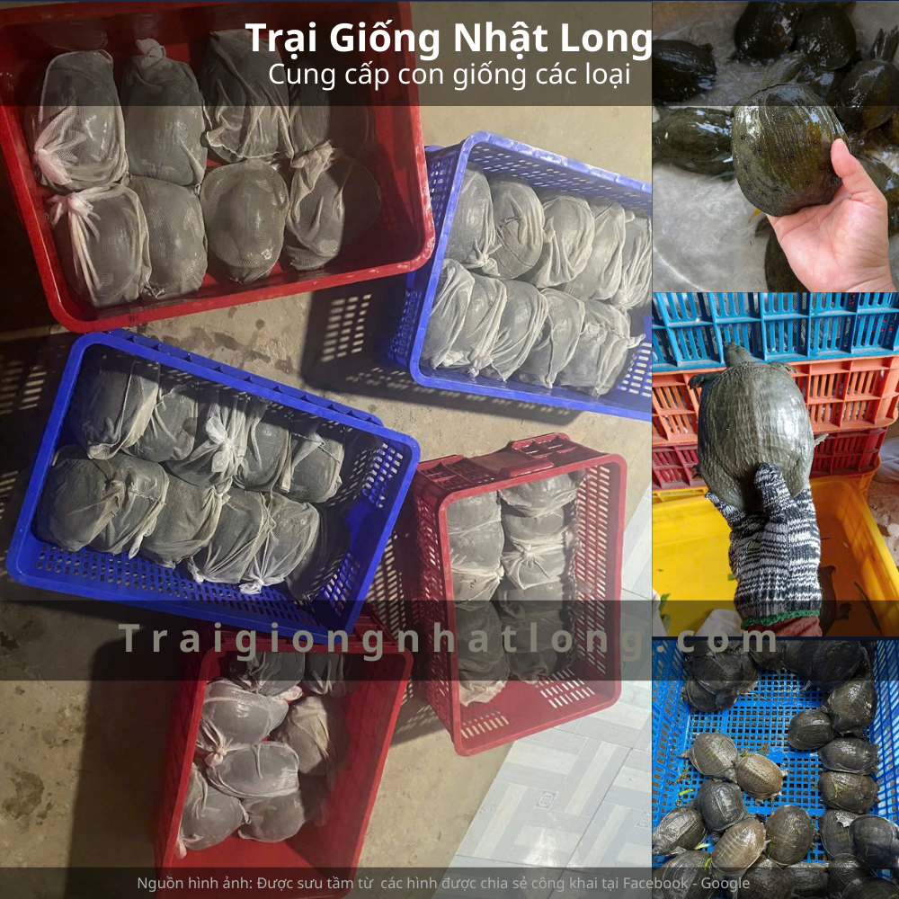 Thị trường tiêu thụ baba