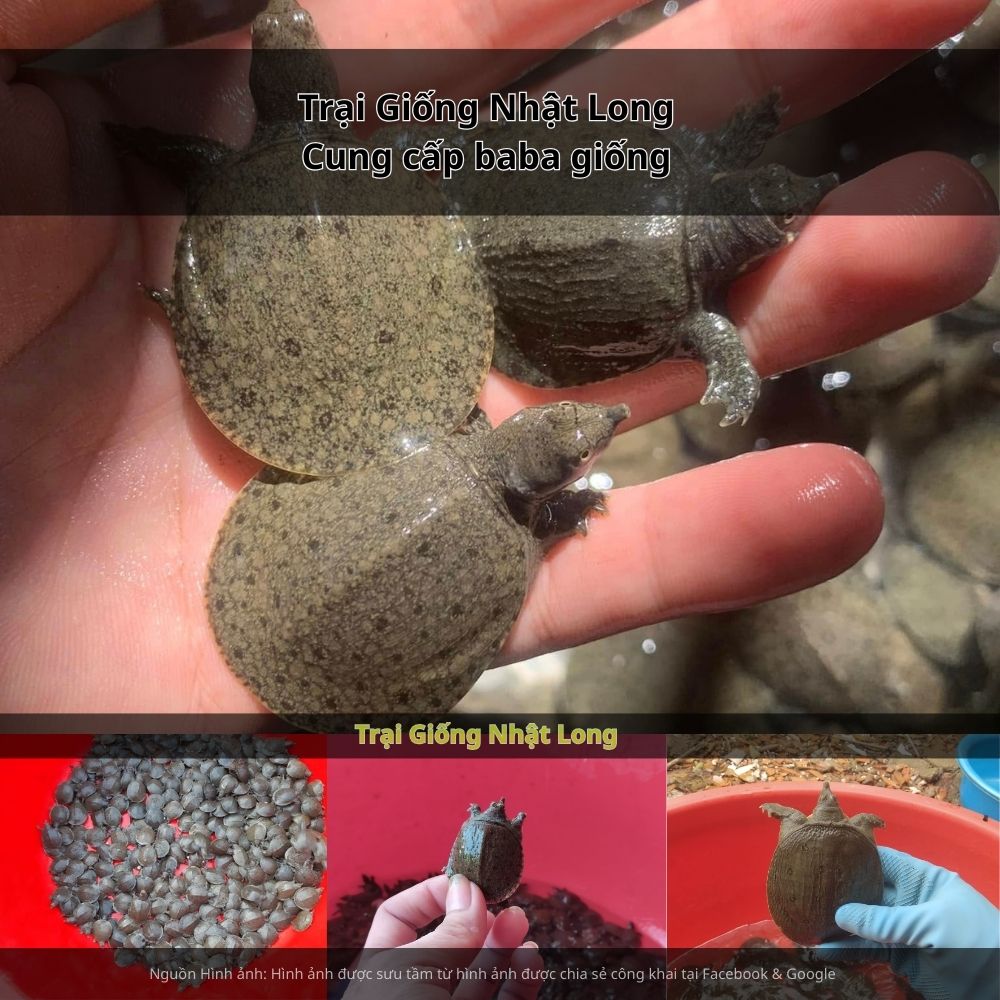 Sau 12 – 15 tháng nuôi, baba đạt trọng lượng thương phẩm, bán ra thị trường với giá cao.