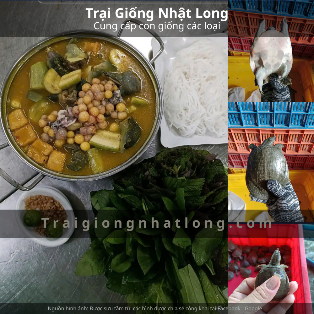 Địa chỉ cung cấp giống baba