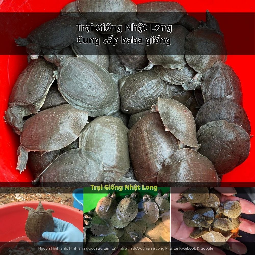 Nhiều hộ dân tại Vĩnh Phúc đã khởi nghiệp thành công với mô hình nuôi baba thương phẩm, thu về lợi nhuận hàng trăm triệu đồng mỗi năm.